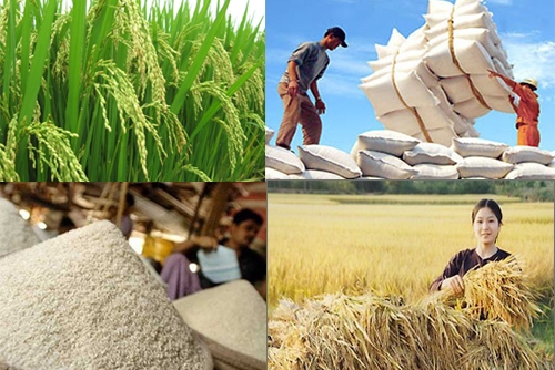 Chỉ thị của Thủ tướng về sản xuất, kinh doanh, xuất khẩu lúa, gạo bền vững, minh bạch