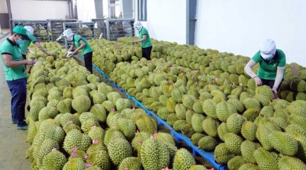 Sau Trung Quốc, ASEAN là thị trường rau quả số 2 của Việt Nam