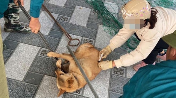 Thêm một địa phương tại Quảng Ninh xuất hiện dịch dại trên chó