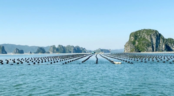 Hội nghị “Phát triển bền vững nuôi biển, nhìn từ Quảng Ninh” diễn ra vào 31/3 và 1/4
