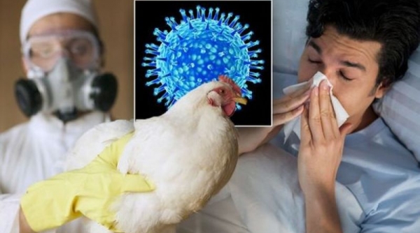 Cúm A/H5N1 nguy hiểm thế nào mà nhiều bệnh nhân tử vong?
