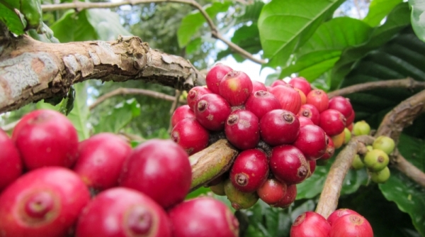 Giá cà phê hôm nay 25/3: Thị trường trong nước tiếp tục đạt đỉnh giá ở mức 95,200 đồng/kg