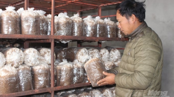 Nam Định: Hiệu quả từ phát triển nghề trồng nấm