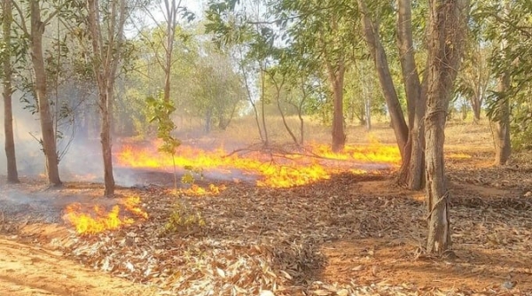 Bình Thuận báo động cháy rừng ở mức nguy hiểm