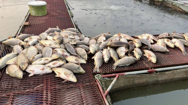 Cơ quan chức năng Hải Dương đang làm rõ nguyên nhân hàng trăm tấn cá nuôi lồng chết