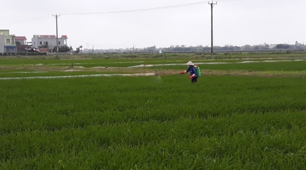 Sâu bệnh “hoành hành” lúa xuân, ngành nông nghiệp Nam Định khuyến cáo điều gì?