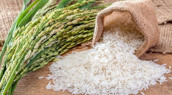 Tăng cường sự lãnh đạo và hợp tác trong liên kết sản xuất lúa gạo theo chuỗi giá trị và xuất khẩu gạo bền vững