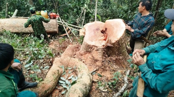 Năm đối tượng khai thác gỗ rừng tự nhiên trái pháp luật tại Thanh Hóa sa lưới