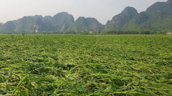 Lốc xoáy gây thiệt hại hơn 700 ha cây trồng ở huyện miền núi Nghệ An