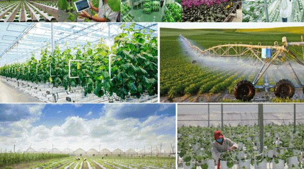Kon Tum tăng cường ứng dụng tiến bộ kỹ thuật, công nghệ vào sản xuất, thúc đẩy chuyển đổi số trong nông nghiệp