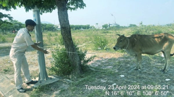 Quận Liên Chiểu: Lực lượng chức năng phường Hòa Hiệp Nam ra quân bắt giữ bò thả rong