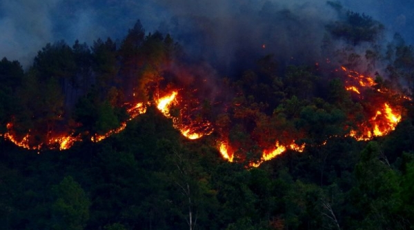 Nếu để xảy ra cháy rừng, phá rừng phải chịu trách nhiệm trước Chủ tịch UBND thành phố