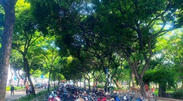 TP. Hồ Chí Minh đặt chỉ tiêu trồng mới và cải tạo 12.000 cây xanh trong giai đoạn 2024-2025