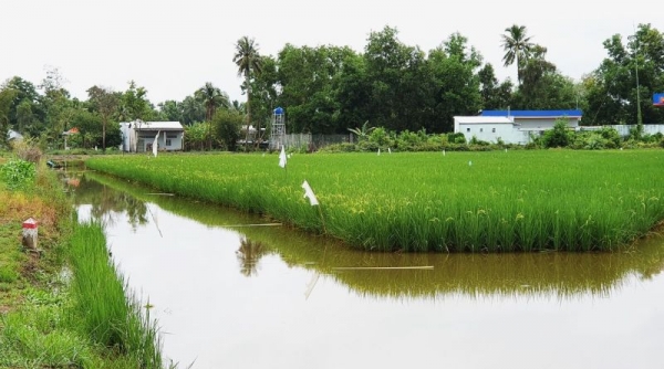 Cà Mau chuyển đổi cơ cấu cây trồng trên đất lúa hơn 248 ha năm 2024