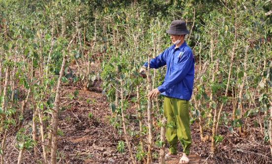 Công nghệ tưới nước tiết kiệm giúp nông dân Sơn La ứng phó với khô hạn