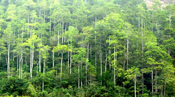 Việt Nam đứng vị trí bao nhiêu trong TOP các quốc gia dẫn đầu về tăng trưởng rừng kể từ năm 2001?