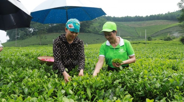 Thái Nguyên: Huyện Đại Từ lần đầu tiên tổ chức Hội thi “Bàn tay vàng hái chè nhanh”