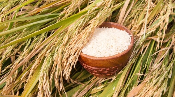 Giá lúa gạo hôm nay 31/5: Biến động trái chiều  