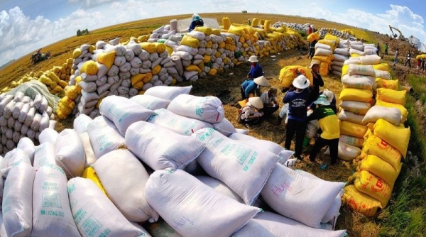 Hoàn thiện hành lang pháp lý cho xuất khẩu gạo