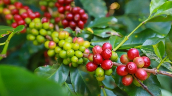 Giá cà phê hôm nay 3/6: Trong nước giá giảm nhẹ, cao nhất 120.700 đồng/kg tại Gia Lai