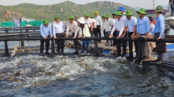 Nuôi thủy sản vùng biển hở: Giảm khai thác để gỡ thẻ vàng?