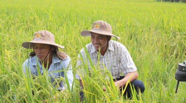 Thực hiện Đề án 1 triệu ha lúa chất lượng cao cần khoảng 2,7 tỷ USD từ các nguồn vốn
