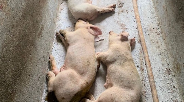 6 tháng đầu năm, Ninh Bình tiêu hủy gần 40 tấn thịt lợn