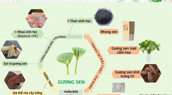 Đồng Tháp phát triển ngành hàng sen gắn với kinh tế tuần hoàn, tăng trưởng xanh