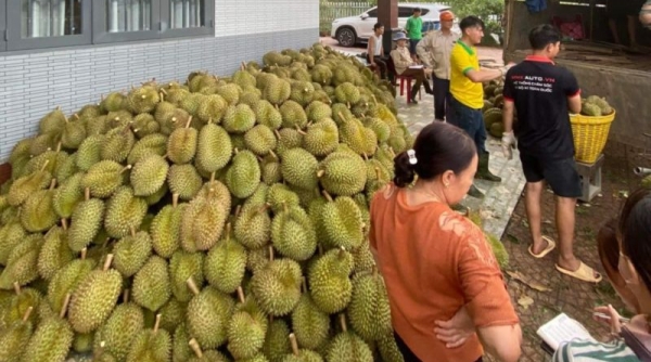 Giá sầu riêng neo ở mức cao, người dân Tây Nguyên phấn khởi thu hoạch 'trái cây tỷ đô'