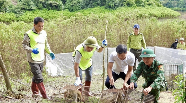 Hà Tĩnh: Tái thả 36 cá thể động vật hoang dã về môi trường tự nhiên