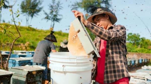 Khai thác “mật” vàng từ Vườn quốc gia Xuân Thủy