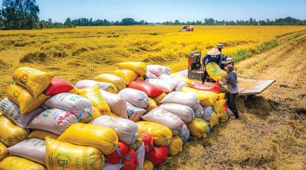 Các lý do đề xuất thành lập Hội đồng Lúa gạo quốc gia