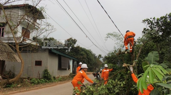 Thái Nguyên tăng cường bảo đảm an toàn trong quản lý cây xanh đô thị