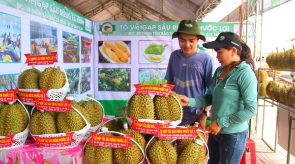 Khai mạc Lễ hội Sầu riêng Krông Pắc lần thứ hai