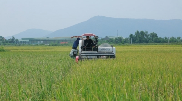 Bà con nông dân Thanh Hóa hối hả xuống đồng “Gặt lúa chạy bão”