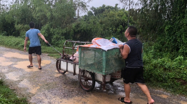 Lũ trên sông Ninh Cơ báo động 3, huyện Trực Ninh di dời gần 500 hộ dân vùng đê bối