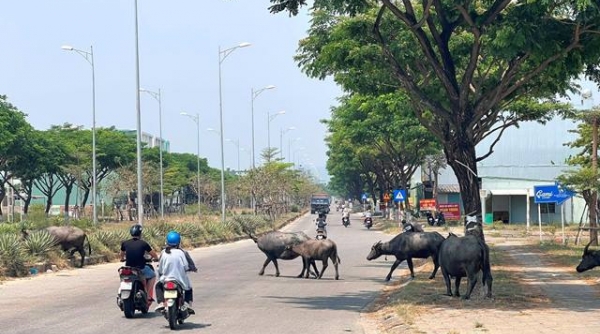 Đà Nẵng: “Thực trạng trâu, bò thả rong và những giải pháp xử lý trong thời gian đến”