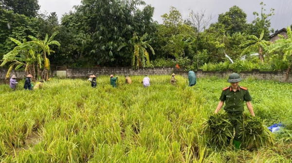 Vĩnh Phúc: Khẩn trương phục hồi sản xuất nông nghiệp và khắc phục hậu quả thiệt hại sau cơn bão số 3