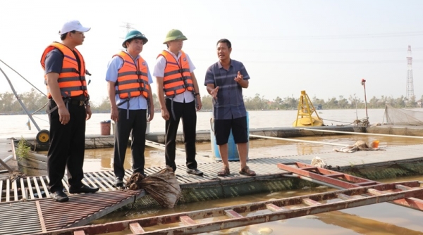 Bắc Ninh: Sở Công Thương hỗ trợ kết nối, tiêu thụ sản phẩm cá lồng cho các hộ dân tại huyện Lương Tài