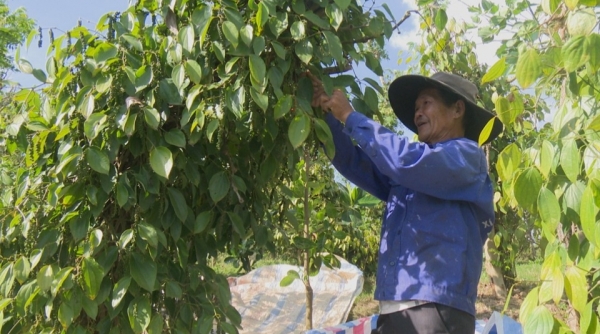 Giá tiêu hôm nay 20/9: Tăng 2,000 đồng/kg