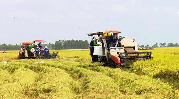 Giá lúa tại Đồng bằng sông Cửu Long đang có chiều hướng giảm Giá lúa tại Đồng bằng sông Cửu Long đang có chiều hướng giảm