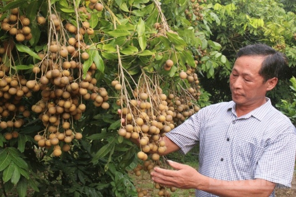 Tin vui: Hơn 1.500 tấn nhãn của Bắc Giang đủ tiêu chuẩn xuất khẩu