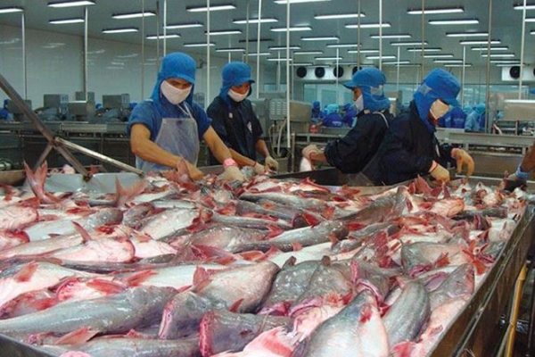 Tin vui: Cá tra Việt Nam đang chi phối 95% nguồn cá thịt trắng toàn cầu