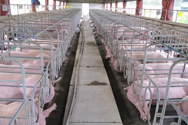 Giá heo hơi hôm nay 19/8: Thấp nhất 55.000 đồng/kg