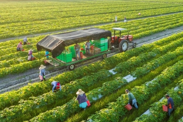 Bỏ điều kiện kinh doanh: Làm sao để nới cửa cho doanh nghiệp nhưng không buông quản lý?