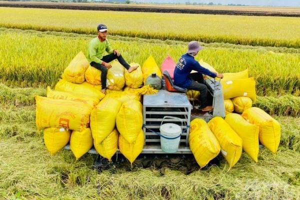 Giá lúa gạo hôm nay 13/9: Gạo nguyên liệu xuất khẩu tăng nhẹ