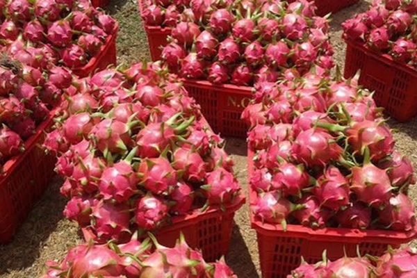 Giá thanh long tại vùng Bình Thuận cũ rớt chạm đáy vì dư thừa nguồn cung