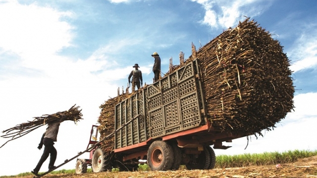 Ngành mía đường đón chờ một niên vụ “ngọt ngào”