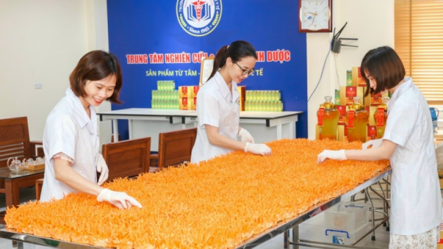 Nhộng trùng thảo được nghiên cứu nuôi trồng thành công tại Trường Cao đẳng Dược Trung ương Hải Dương