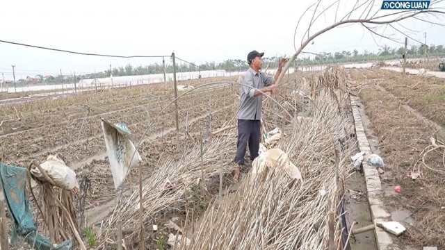  Làng hoa nổi tiếng Nam Định xác xơ sau bão lũ